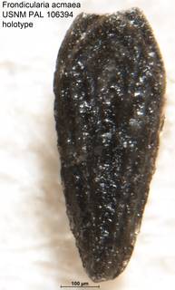 To NMNH Paleobiology Collection (Frondicularia acmaea USNM PAL 106394 holotype)