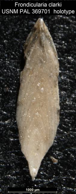 To NMNH Paleobiology Collection (Frondicularia clarki USNM PAL 369701 holotype)
