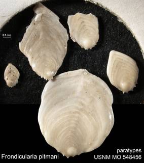 To NMNH Paleobiology Collection (Frondicularia pitmani USNM MO 548456 paratypes)