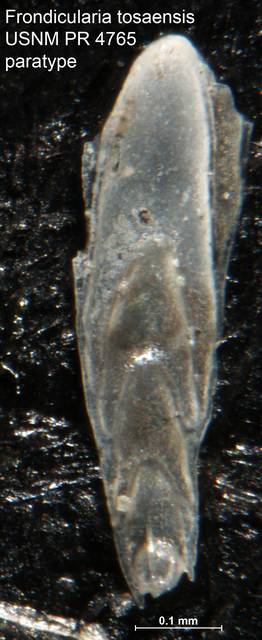 To NMNH Paleobiology Collection (Frondicularia tosaensis USNM PR 4765 paratype)
