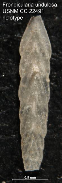 To NMNH Paleobiology Collection (Frondicularia undulosa USNM CC 22491 holotype)