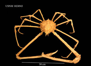 To NMNH Extant Collection (IZ 1024943 Dorsal View Male)