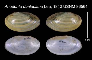 To NMNH Extant Collection (Anodonta dunlapiana Lea, 1842    USNM 86564)