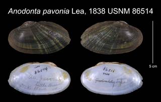 To NMNH Extant Collection (Anodonta pavonia Lea, 1838    USNM 86514)