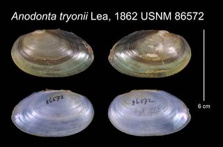 To NMNH Extant Collection (Anodonta tryonii Lea, 1862    USNM  86572)