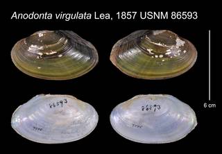 To NMNH Extant Collection (Anodonta virgulata Lea, 1857    USNM 86593)