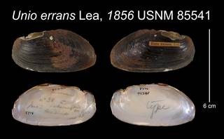 To NMNH Extant Collection (Unio errans Lea, 1856    USNM 85541)