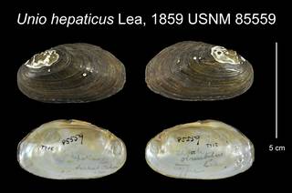 To NMNH Extant Collection (Unio hepaticus Lea, 1859    USNM 85559)