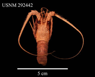 To NMNH Extant Collection (IZ CRT 292442 Dorsal View)