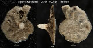 To NMNH Paleobiology Collection (Cibicides tuberculata USNM PP 22564 holotype)