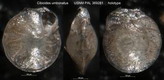 To NMNH Paleobiology Collection (Cibicides umbonatus USNM PAL 369281 holotype)