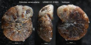 To NMNH Paleobiology Collection (Cibicides venezuelana USNM CC 21693 holotype)