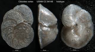 To NMNH Paleobiology Collection (Cibicides vortex USNM CC 64148 holotype)