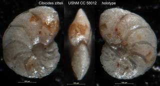 To NMNH Paleobiology Collection (Cibicides zitteli USNM CC 58012 holotype)