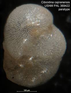 To NMNH Paleobiology Collection (Cibicidina cajiranensis USNM PAL 369422 paratype)