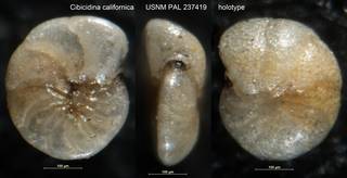 To NMNH Paleobiology Collection (Cibicidina californica USNM PAL 237419 holotype)