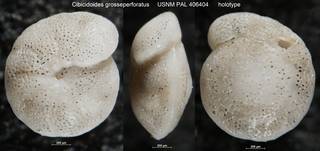To NMNH Paleobiology Collection (Cibicidoides grosseperforatus USNM PAL 406404 holotype)