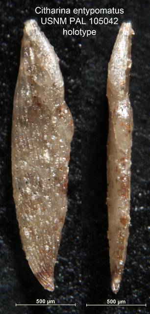 To NMNH Paleobiology Collection (Citharina entypomatus USNM PAL 105042 holotype)