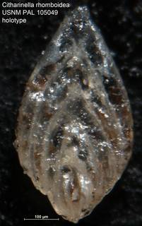 To NMNH Paleobiology Collection (Citharinella rhomboidea USNM PAL 105049 holotype)