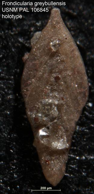 To NMNH Paleobiology Collection (Frondicularia greybullensis USNM PAL 106845 holotype)