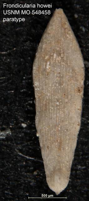 To NMNH Paleobiology Collection (Frondicularia howei USNM MO 548458 paratype 2)
