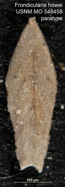 To NMNH Paleobiology Collection (Frondicularia howei USNM MO 548458 paratype 1)