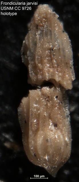 To NMNH Paleobiology Collection (Frondicularia jarvisi USNM CC 9726 holotype)