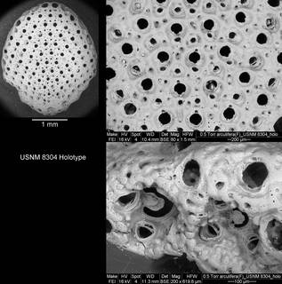 To NMNH Paleobiology Collection (IRN 3105561)