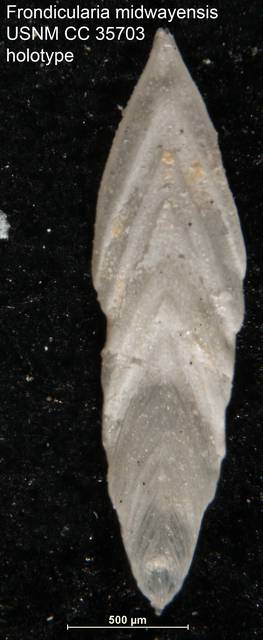 To NMNH Paleobiology Collection (Frondicularia midwayensis USNM CC 35703 holotype)