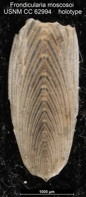 To NMNH Paleobiology Collection (Frondicularia moscosoi USNM CC 62994 holotype)