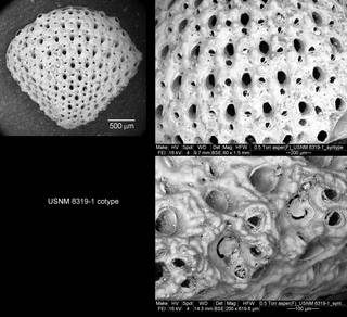 To NMNH Paleobiology Collection (IRN 3105576)