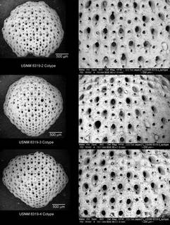 To NMNH Paleobiology Collection (IRN 3105576)