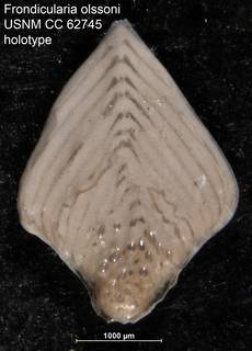 To NMNH Paleobiology Collection (Frondicularia olssoni USNM CC 62745 holotype)