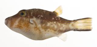 To NMNH Extant Collection (Canthigaster rostrata USNM 413112 lateral view)