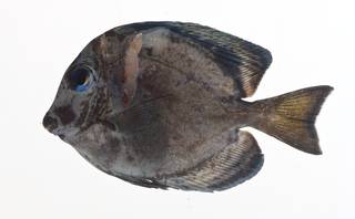 To NMNH Extant Collection (Acanthurus coeruleus USNM 413140 lateral view)