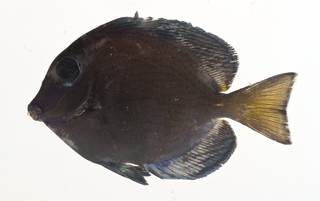 To NMNH Extant Collection (Acanthurus coeruleus USNM 413141 lateral view)
