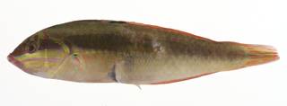 To NMNH Extant Collection (Halichoeres maculipinna USNM 413145 lateral view)