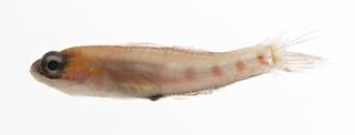 To NMNH Extant Collection (Coryphopterus USNM 413040 lateral view)