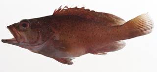 To NMNH Extant Collection (Cephalopholis fulva USNM 413185 lateral view)
