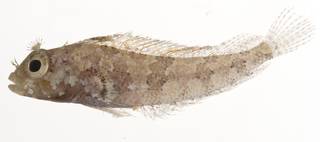 To NMNH Extant Collection (Labrisomus albigenys USNM 413071 lateral view)
