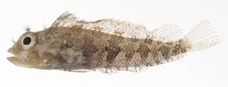 To NMNH Extant Collection (Labrisomus albigenys USNM 413072 lateral view)