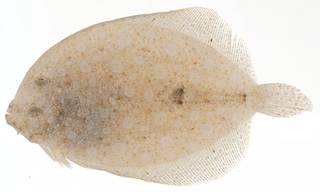 To NMNH Extant Collection (Bothus lunatus USNM 414136 eyed side view)