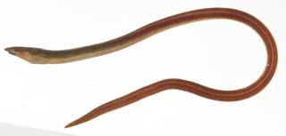 To NMNH Extant Collection (Aprognathodon platyventris USNM 414147 lateral view)