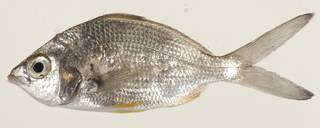 To NMNH Extant Collection (Gerres cinereus USNM 414189 lateral view)