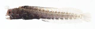 To NMNH Extant Collection (Acanthemblemaria aspera USNM 414037 lateral view)