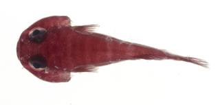 To NMNH Extant Collection (Arcos macrophthalmus USNM 403488 dorsal view)
