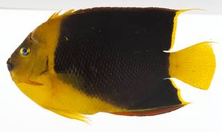 To NMNH Extant Collection (Holacanthus tricolor USNM 414194 lateral view)