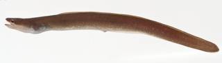 To NMNH Extant Collection (Chilorhinus suensonii USNM 414218 lateral view)