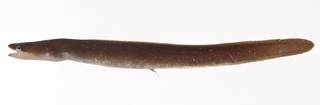 To NMNH Extant Collection (Chilorhinus suensonii USNM 414220 lateral view)