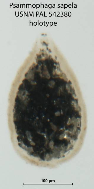 To NMNH Paleobiology Collection (Psammophaga sapela USNM PAL 542380 holotype fig 2-1)